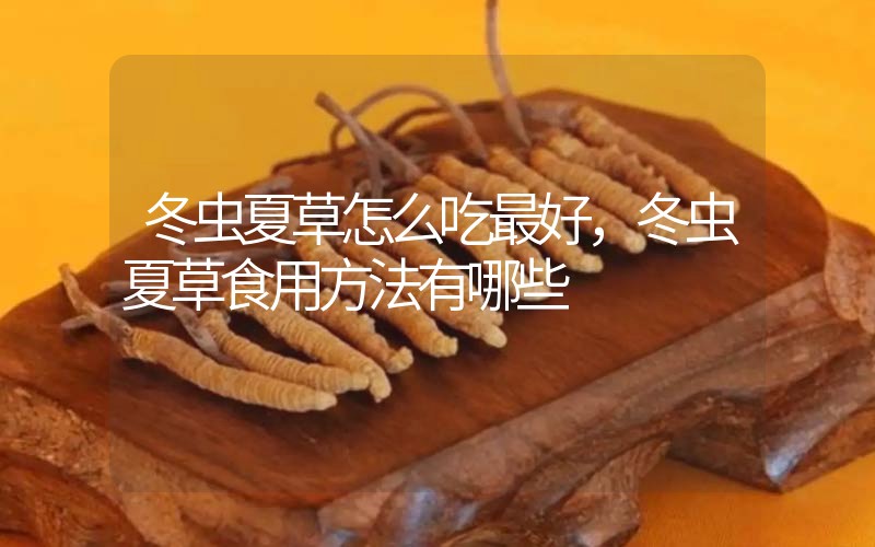 冬蟲夏草怎么吃最好，冬蟲夏草食用方法有哪些