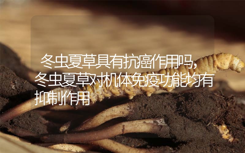 冬蟲夏草具有抗癌作用嗎，冬蟲夏草對機體免疫功能均有抑制作用