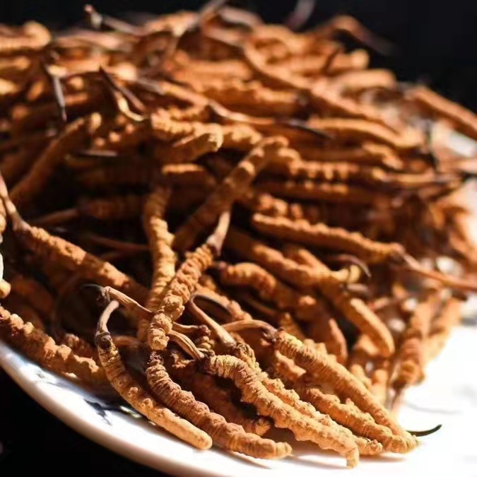 冬蟲夏草為什么這么貴呢？有便宜的能買嗎