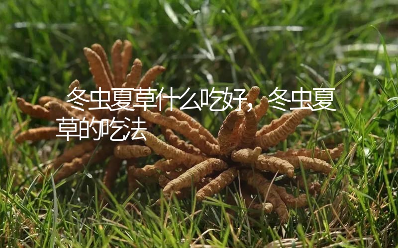 冬蟲夏草什么吃好，冬蟲夏草的吃法