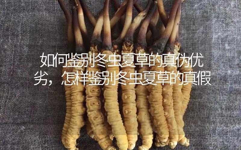 如何鑒別冬蟲夏草的真偽優劣，怎樣鑒別冬蟲夏草的真假