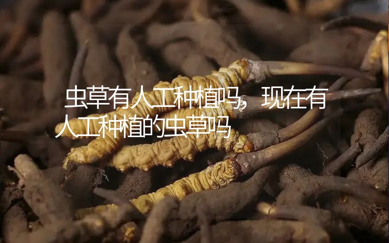 蟲草有人工種植嗎，現在有人工種植的蟲草嗎