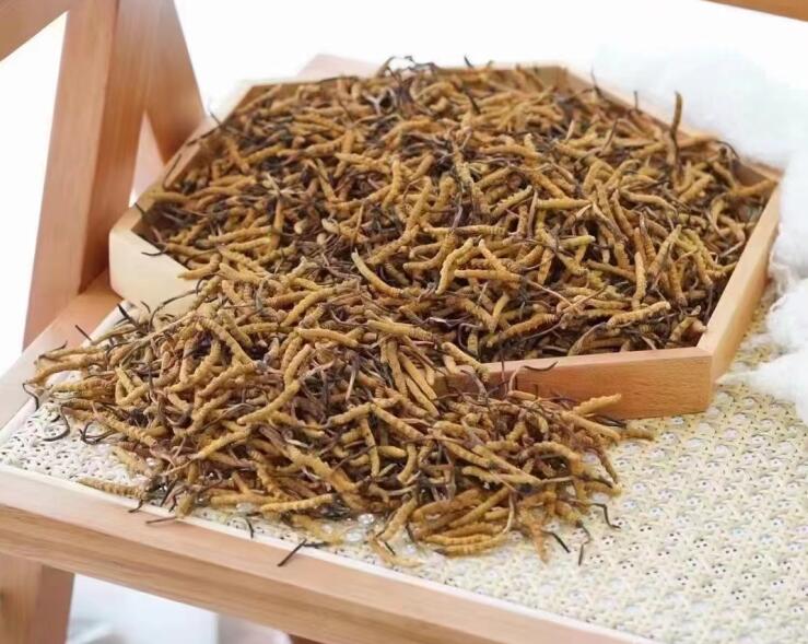 冬蟲夏草營養在蟲還是草