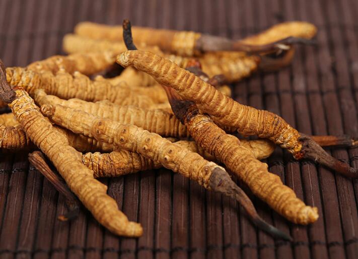 什么樣的冬蟲夏草算是優質的？