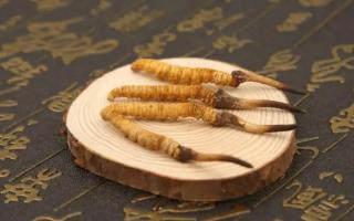 為何食用冬蟲夏草純粉片？