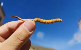 體驗純凈的自然風(fēng)味，選擇冬蟲夏草