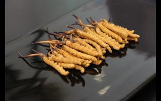 剛采挖出來(lái)的冬蟲(chóng)夏草怎么保存？
