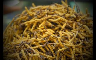 在哪個(gè)季節(jié)購(gòu)買冬蟲(chóng)夏草比較好！