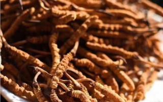 了解冬蟲夏草：起源、生長環(huán)境與特點(diǎn)！