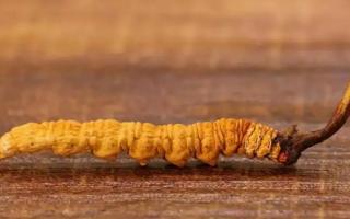 大小不一的冬蟲(chóng)夏草有何區(qū)別？