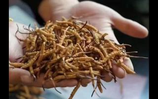 為何食用冬蟲夏草純粉片？