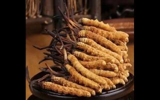 冬蟲夏草比較全的知識解答，吃蟲草的了解一下！