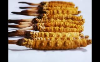 冬蟲(chóng)夏草行家教你3個(gè)細(xì)節(jié)，避免買到假蟲(chóng)草！