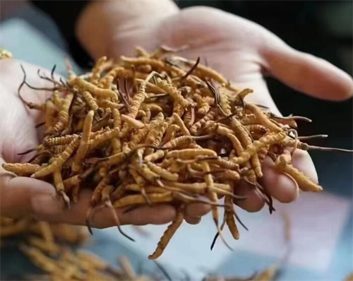 冬蟲夏草怎么吃最好？