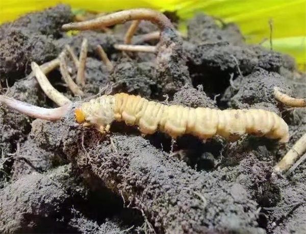 尋找高質量的冬蟲夏草產地：哪里的冬蟲夏草最好？