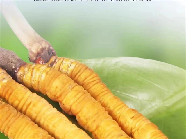 冬蟲(chóng)夏草怎么吃可以防癌？冬蟲(chóng)夏草的3種防癌食用方法