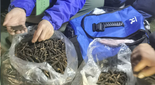 新鮮那曲蟲草多少錢一根？揭秘冬蟲夏草的價格密碼