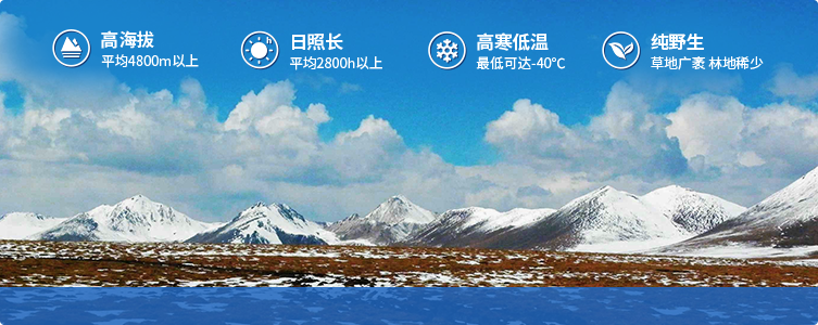 為什么說(shuō)西藏那曲的冬蟲夏草，是品質(zhì)最好的蟲草！