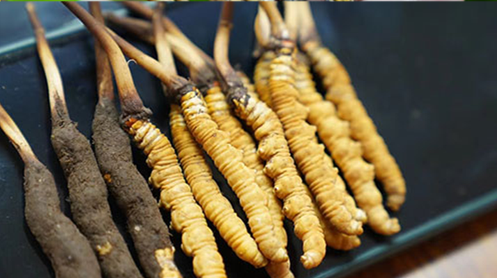 冬蟲夏草鮮草吃多久？科學食用周期與效果解析