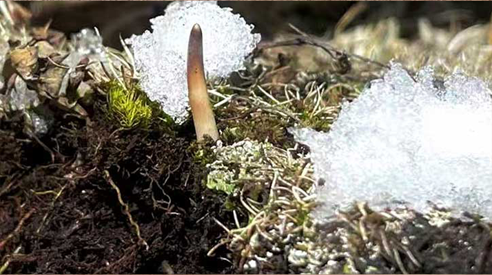 探秘雪域珍寶：最大的新鮮<a href=http://www.yefehy.com/ target=_blank class=infotextkey><a href=http://www.yefehy.com/s/nqcc/ target=_blank class=infotextkey>那曲冬蟲夏草</a></a>