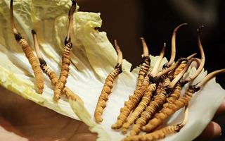 冬蟲(chóng)夏草為何鮮的好？深度解析鮮蟲(chóng)草的獨(dú)特優(yōu)勢(shì)