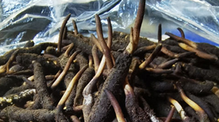 新鮮冬蟲夏草能放多久吃？一文掌握儲存與食用期限