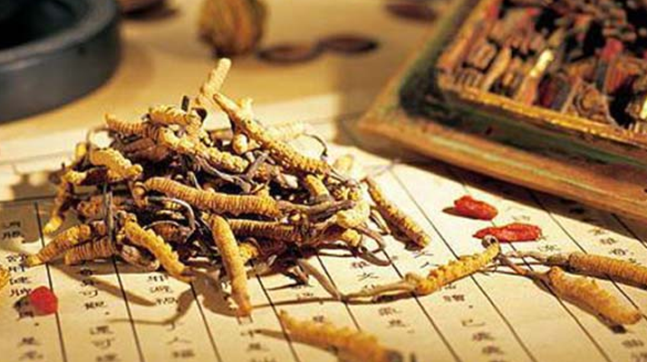 野生冬蟲夏草：功效與真相的辯證審視
