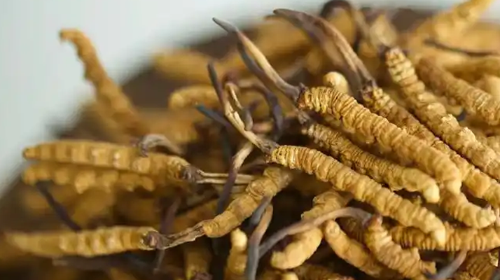 冬蟲(chóng)夏草特級(jí)多少錢一克？多因素交織下的價(jià)格探秘