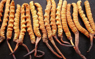 冬蟲夏草是什么味道？解析天然珍品的味覺(jué)密碼