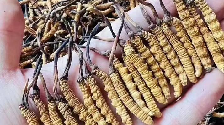鮮冬蟲夏草燉雞肉：鎖住鮮醇的滋補妙方