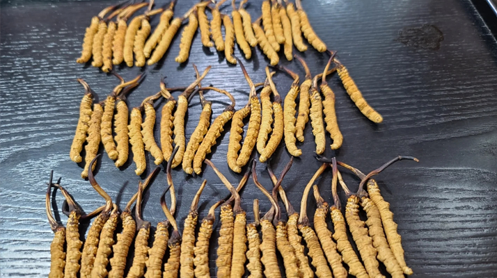 冬蟲夏草：價值光環(huán)下的真相與爭議